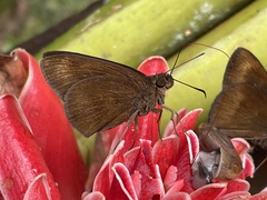 Ancistroides nigrita