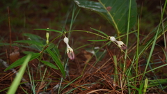 Ceropegia sootepensis