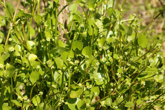 Ranunculus bonariensis