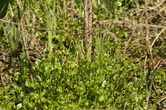 Ranunculus bonariensis