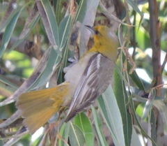 Icterus abeillei