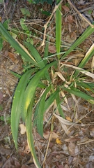 Setaria megaphylla