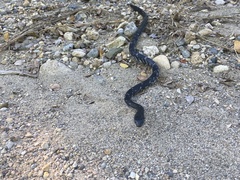 Drymarchon melanurus