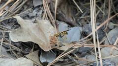 Poecilopompilus interruptus