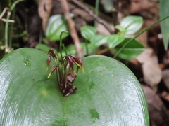 Pleurothallis dunstervillei