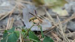Poecilopompilus interruptus
