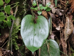 Pleurothallis dunstervillei