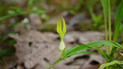 Ceropegia sootepensis