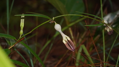 Ceropegia sootepensis