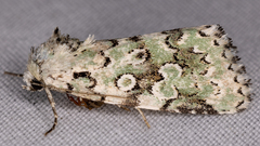 Bryolymnia viridata