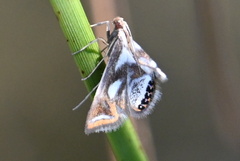 Chrysendeton imitabilis