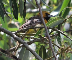Icterus cucullatus