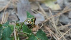 Poecilopompilus interruptus