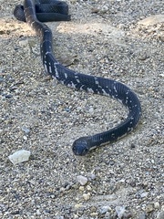 Drymarchon melanurus