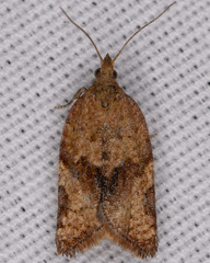 Argyrotaenia