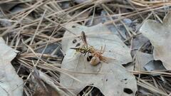 Poecilopompilus interruptus