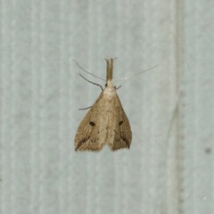 Trigonistis demonias