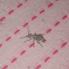 Myllocerus undecimpustulatus