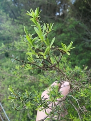 Kunzea ericoides