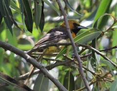 Icterus cucullatus