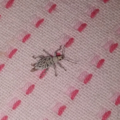 Myllocerus undecimpustulatus