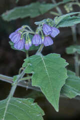 Solanum fiebrigii