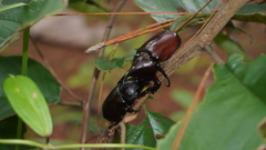 Xylotrupes