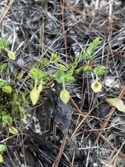 Hypericum suffruticosum