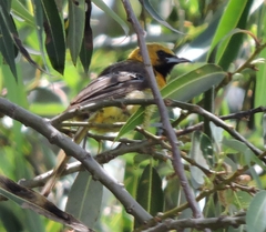 Icterus cucullatus
