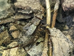 Allonemobius fasciatus