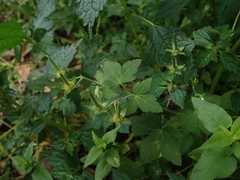 Geranium thunbergii