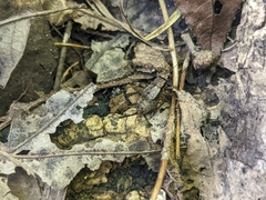 Allonemobius fasciatus