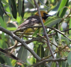 Icterus cucullatus