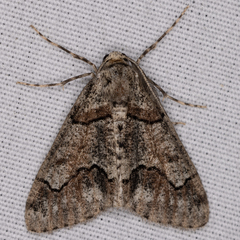 Gabriola dyari pruina