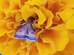 Pyrausta californicalis