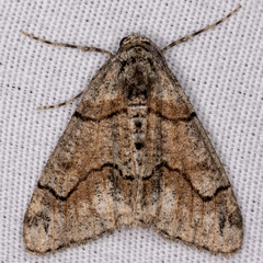Gabriola dyari pruina