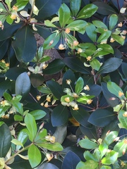 Pittosporum roimata