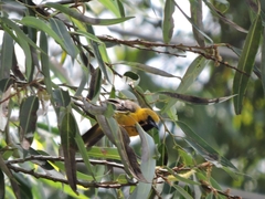 Icterus cucullatus