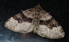 Xanthorhoe lacustrata