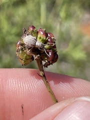 Neoptochus adspersus