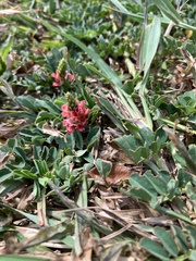 Indigofera hendecaphylla
