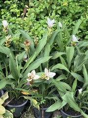 Curcuma longa