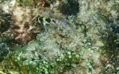 Cirrhitichthys falco