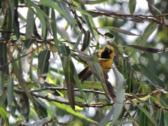 Icterus cucullatus