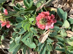 Indigofera hendecaphylla
