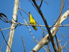 Chlorophonia elegantissima