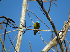 Chlorophonia elegantissima
