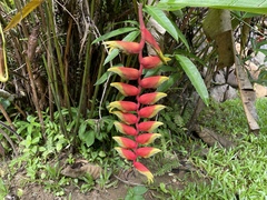 Heliconia rostrata