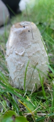 Coprinus comatus