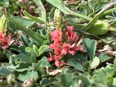 Indigofera hendecaphylla